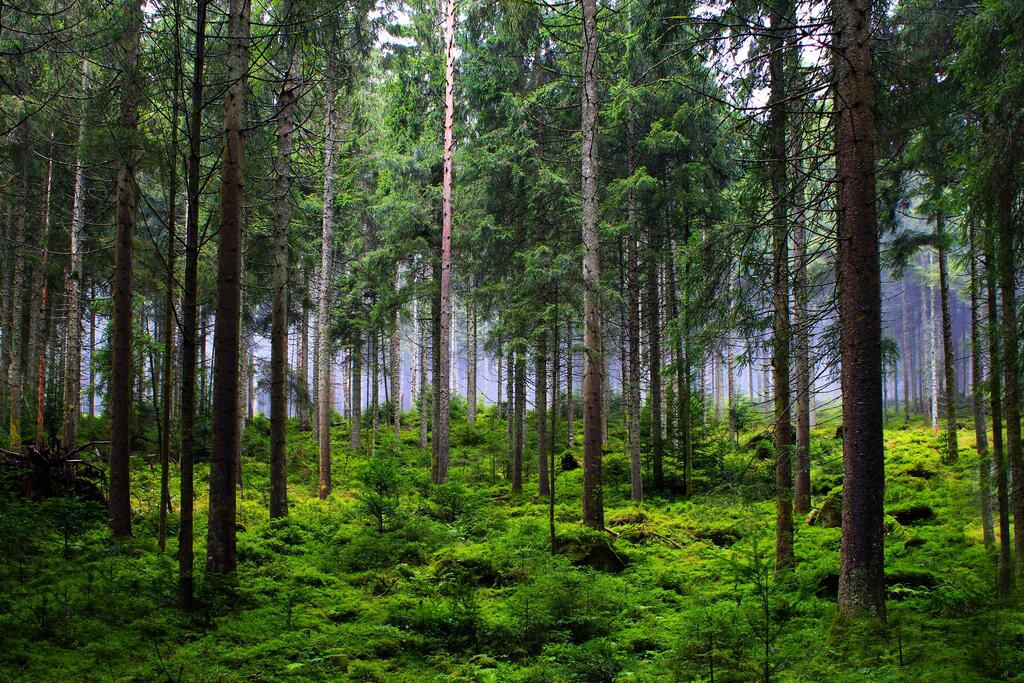 Trees
