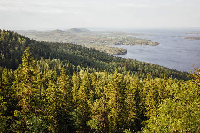 Metsä