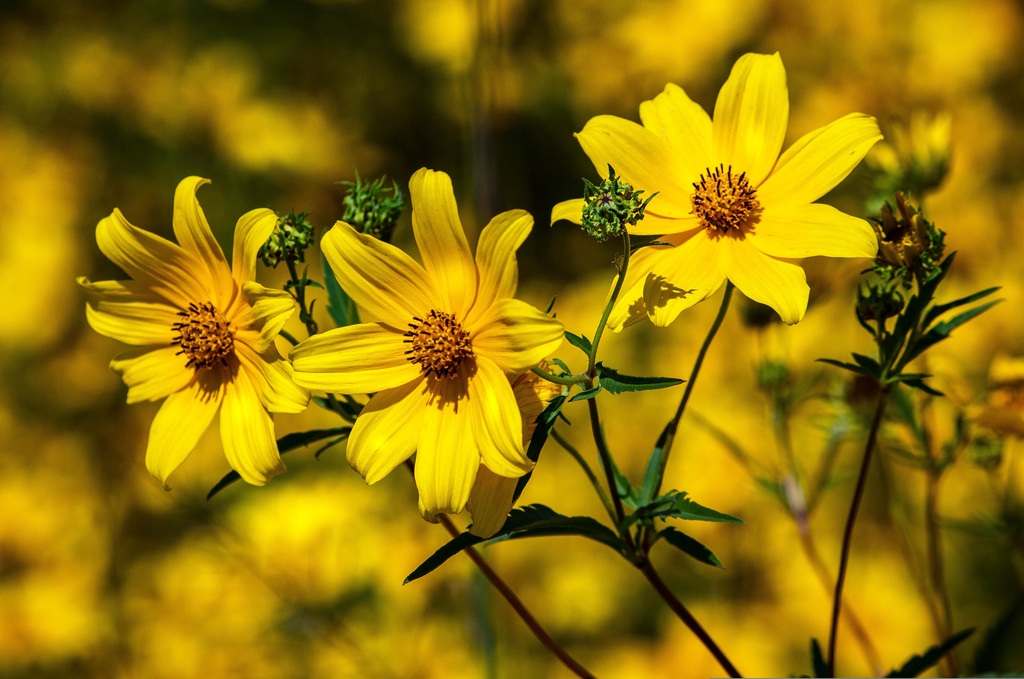 Tickseed Careopsis Calliopsis by JamesDeMers