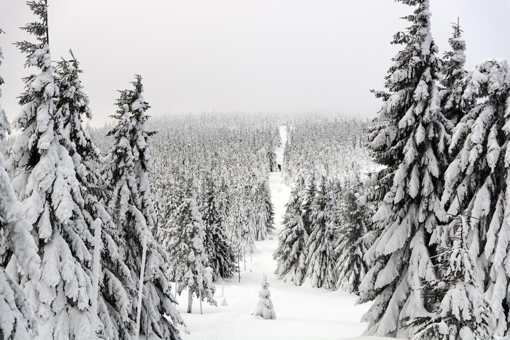 Snowy tree