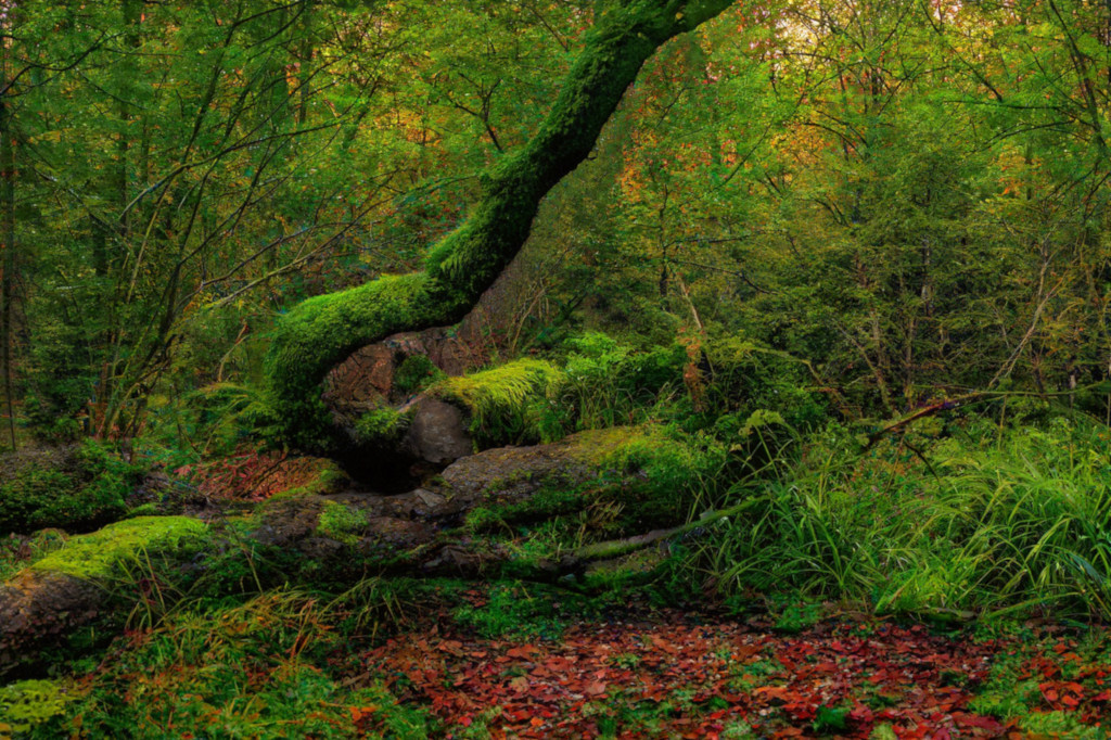 Woodland forest moss sunset by TheOtherKev